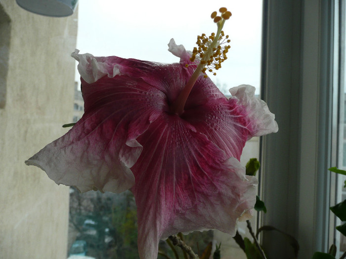 P1080517 - HIBISCUSI 2012