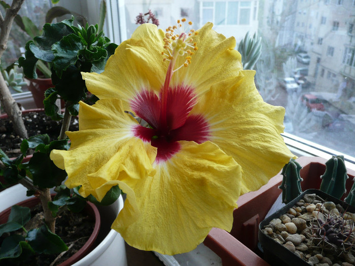 Holliday Yellow 15 - HIBISCUSI 2012
