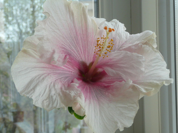 P1080579 - HIBISCUSI 2012