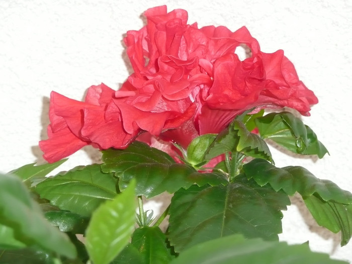 P1080610 - HIBISCUSI 2012