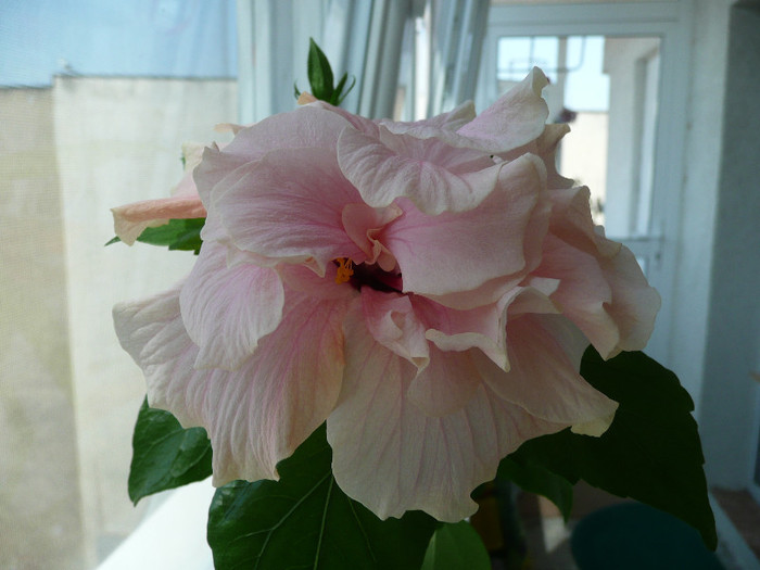 P1080615 - HIBISCUSI 2012