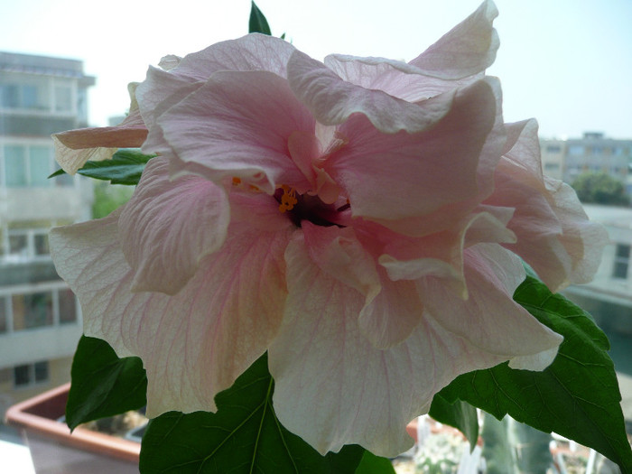 P1080616 - HIBISCUSI 2012