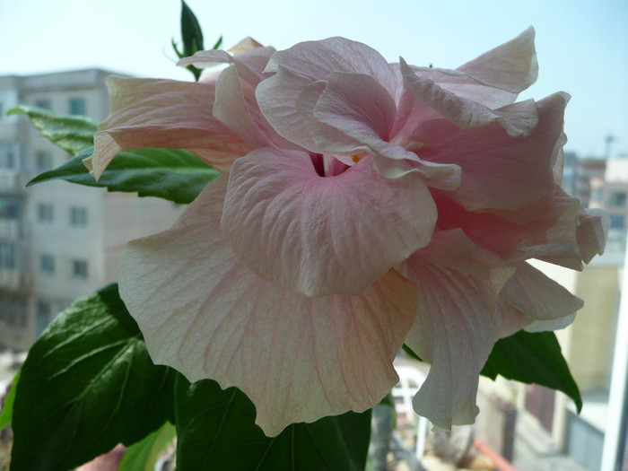 P1080617 - HIBISCUSI 2012