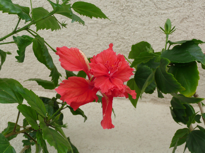 P1080618 - HIBISCUSI 2012