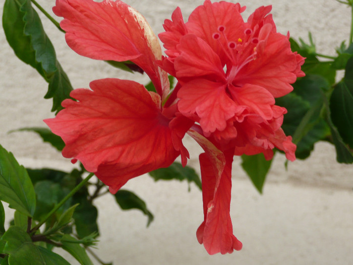 P1080619 - HIBISCUSI 2012