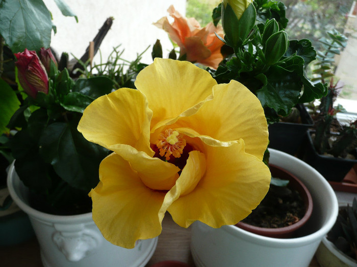 P1080621 - HIBISCUSI 2012
