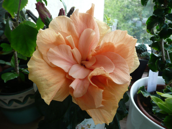 P1080622 - HIBISCUSI 2012