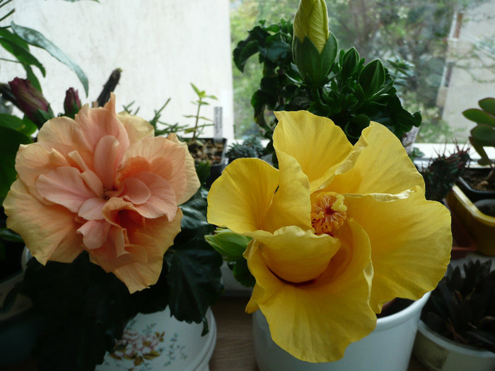 P1080624 - HIBISCUSI 2012