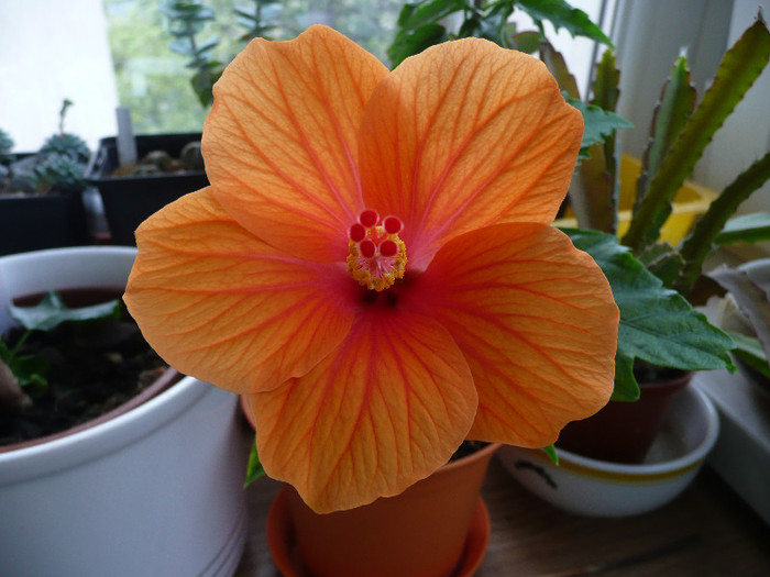 Andersonii 10 - HIBISCUSI 2012