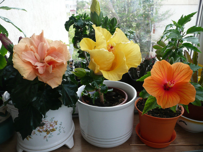 P1080627 - HIBISCUSI 2012