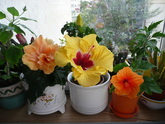 P1080645 - HIBISCUSI 2012