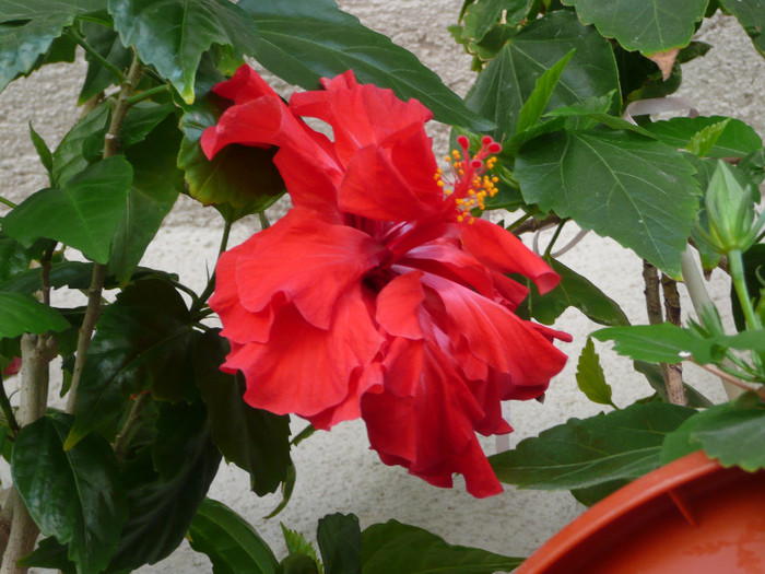 P1080647 - HIBISCUSI 2012