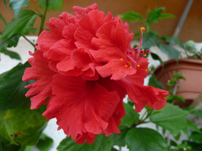 P1080672 - HIBISCUSI 2012
