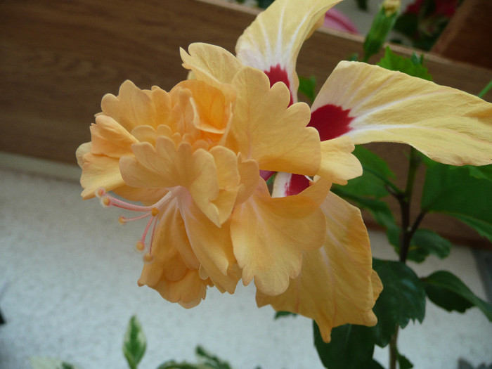 P1080675 - HIBISCUSI 2012