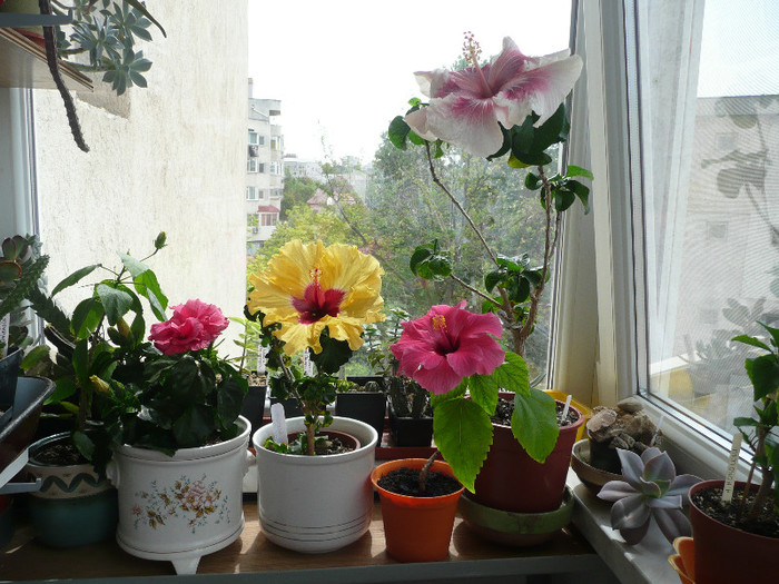 P1080694 - HIBISCUSI 2012
