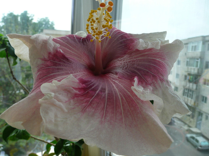P1080697 - HIBISCUSI 2012