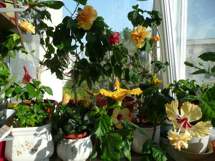 P1080755 - HIBISCUSI 2012