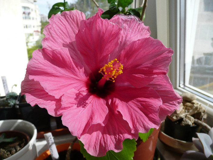 P1080729 - HIBISCUSI 2012