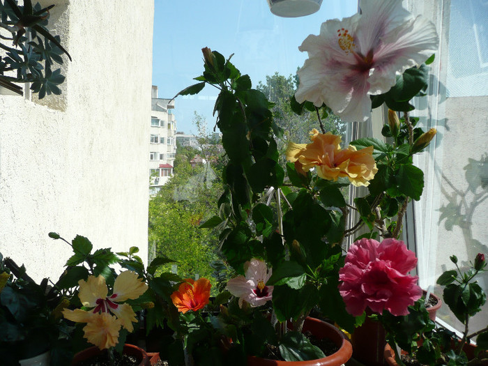 P1080732 - HIBISCUSI 2012
