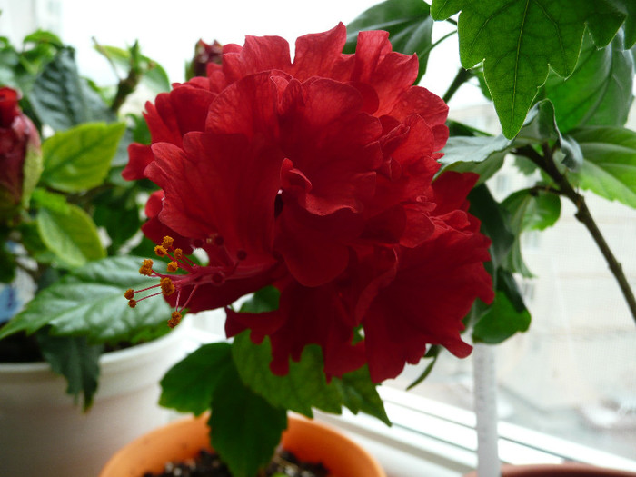 P1080738 - HIBISCUSI 2012