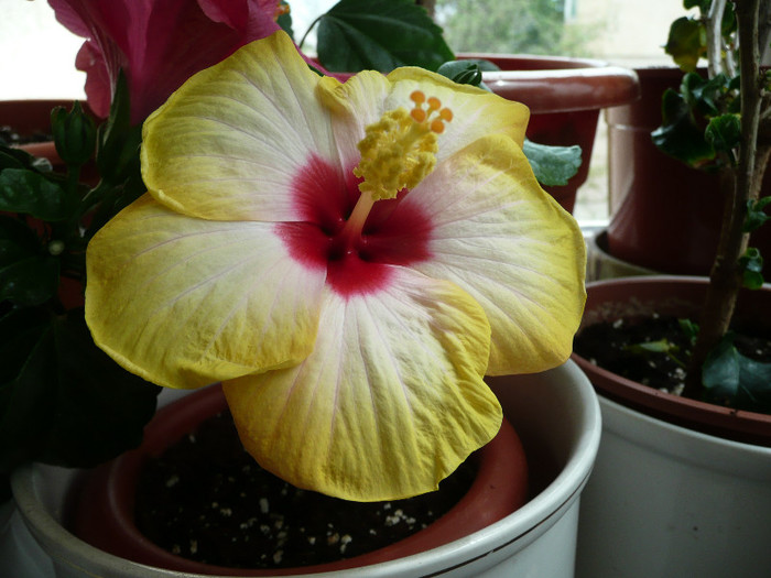 Evangeline - HIBISCUSI 2012