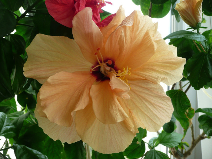 P1080740 - HIBISCUSI 2012