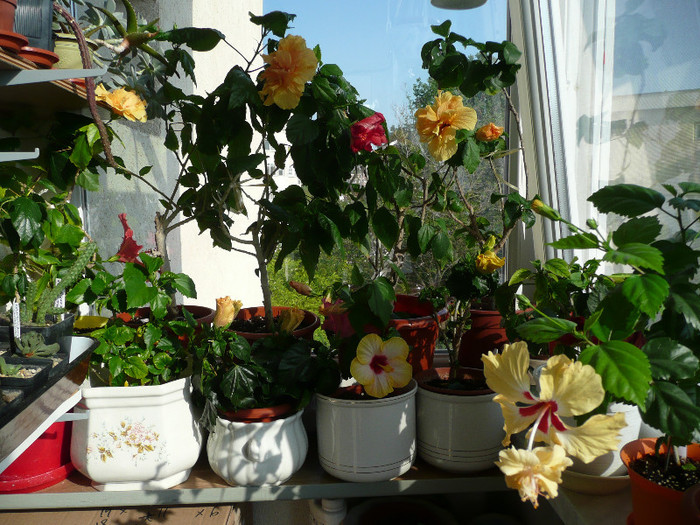 P1080744 - HIBISCUSI 2012