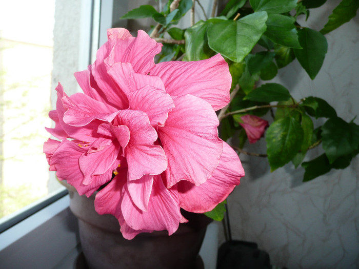 P1080749 - HIBISCUSI 2012