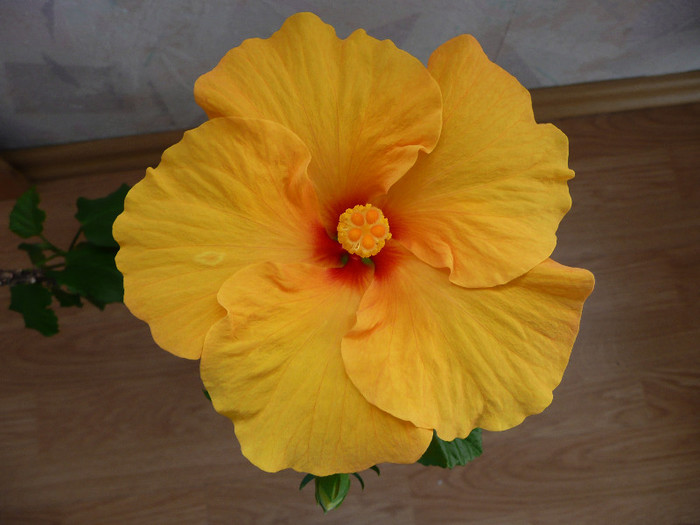 P1080752 - HIBISCUSI 2012