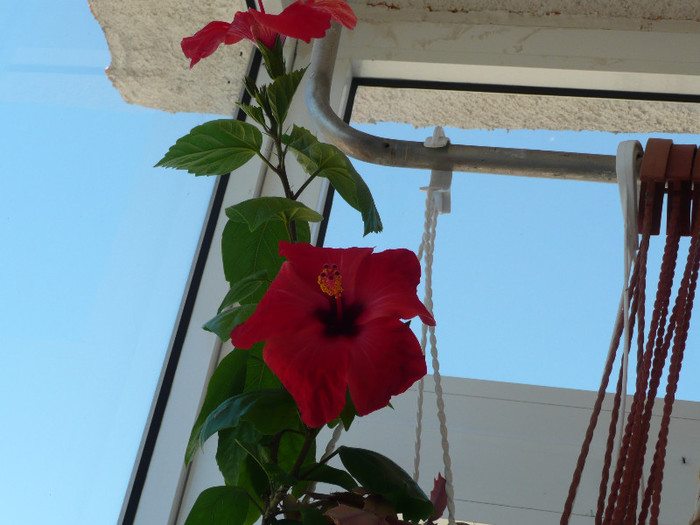 P1080861 - HIBISCUSI 2012