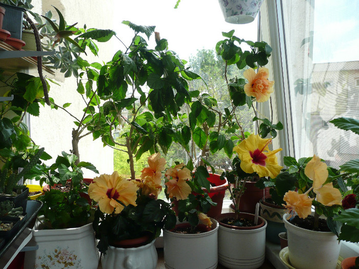 P1080759 - HIBISCUSI 2012