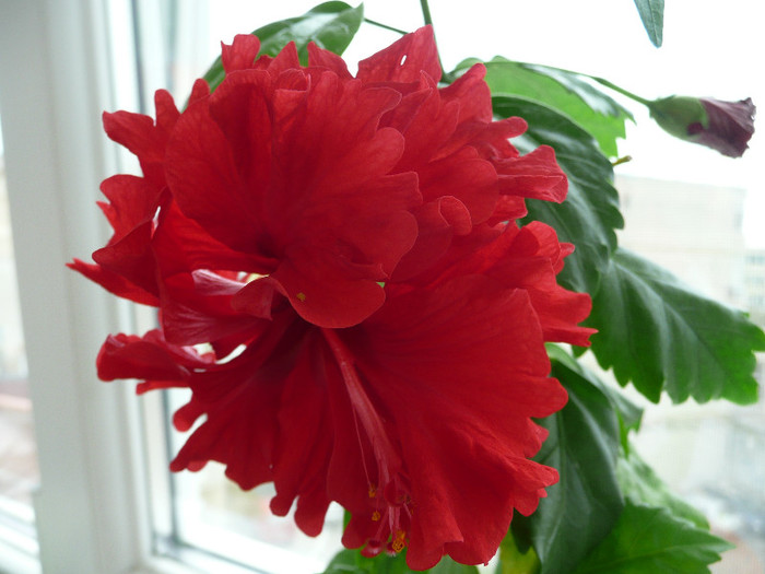 P1080775 - HIBISCUSI 2012