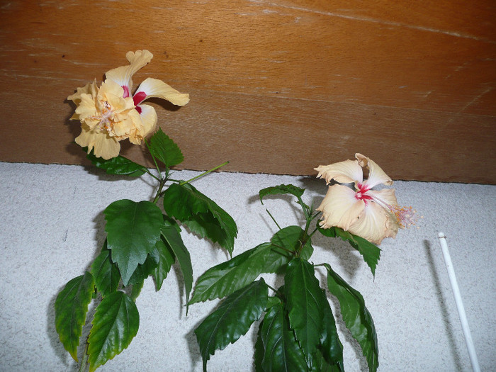 P1080780 - HIBISCUSI 2012