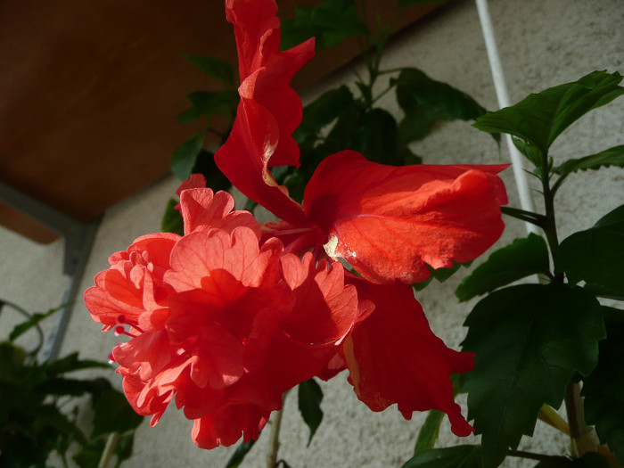 P1080784 - HIBISCUSI 2012