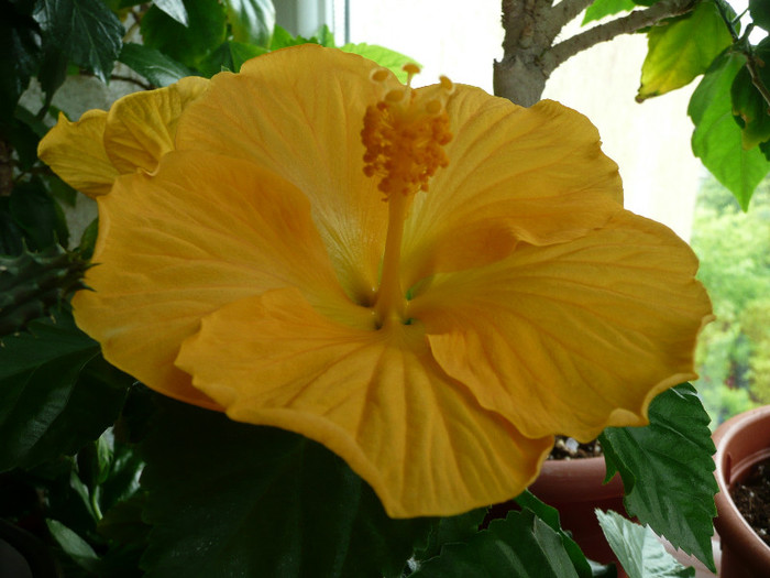 Kreta 3 - HIBISCUSI 2012