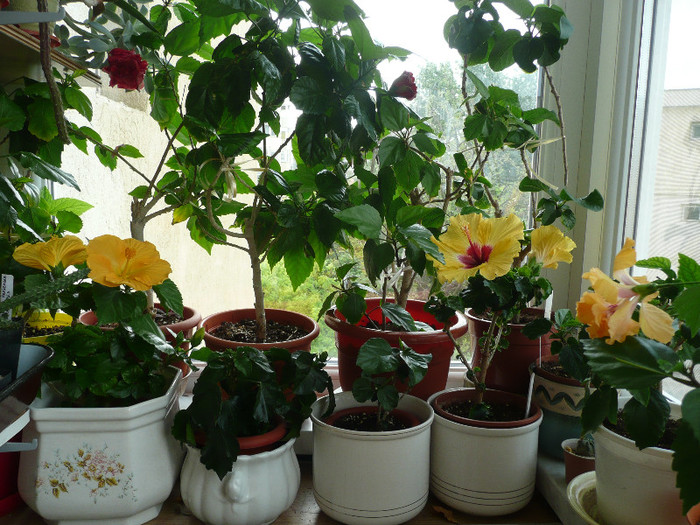 P1080790 - HIBISCUSI 2012