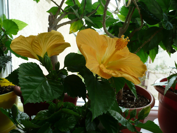 Kreta - HIBISCUSI 2012