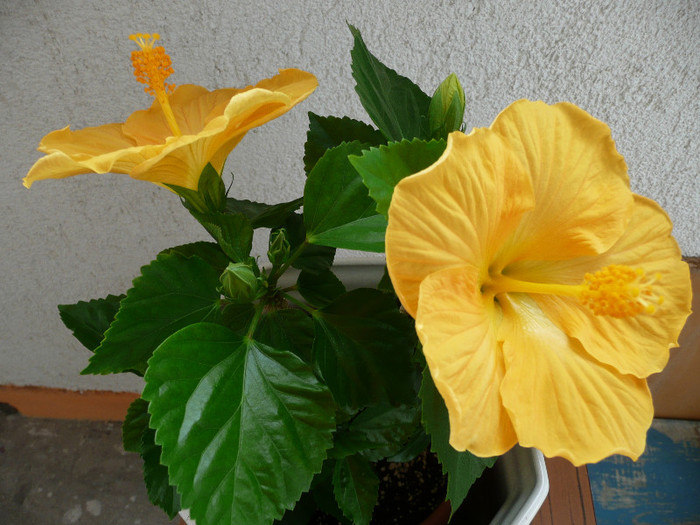 KretaP1080796 - HIBISCUSI 2012