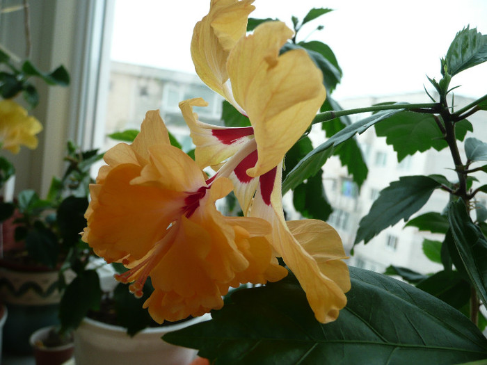 P1080799 - HIBISCUSI 2012