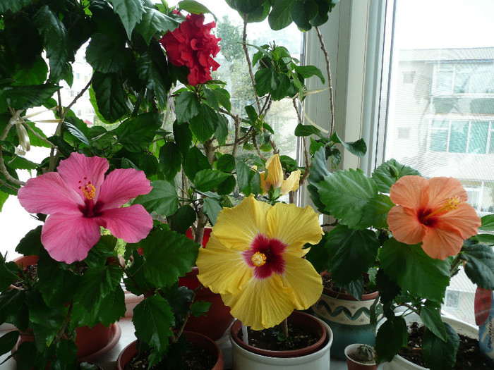 P1080807 - HIBISCUSI 2012