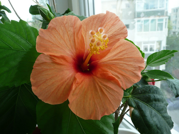 P1080808 - HIBISCUSI 2012