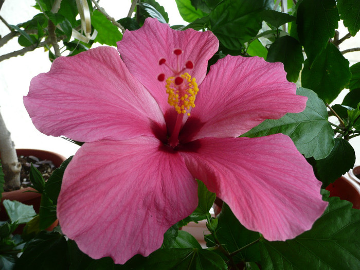 P1080811 - HIBISCUSI 2012