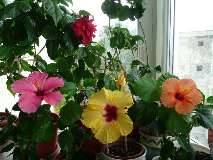 P1080814 - HIBISCUSI 2012