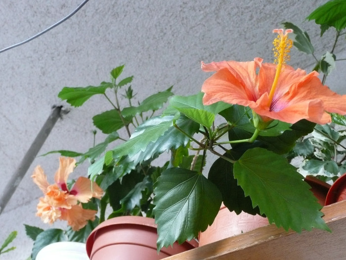 P1080841 - HIBISCUSI 2012