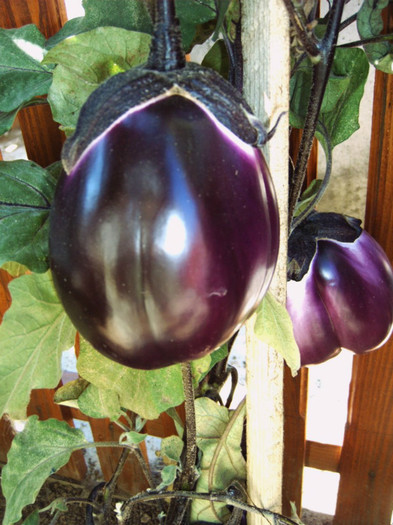 Vinete uriase; Vinete uriase
