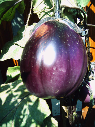 Vinete uriase; Vinete uriase
