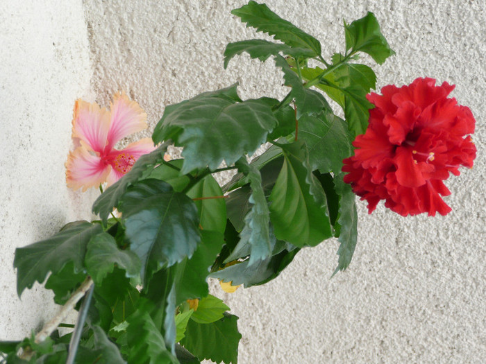P1080923 - HIBISCUSI 2012