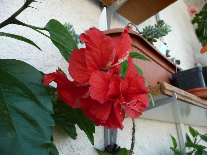P1080928 - HIBISCUSI 2012