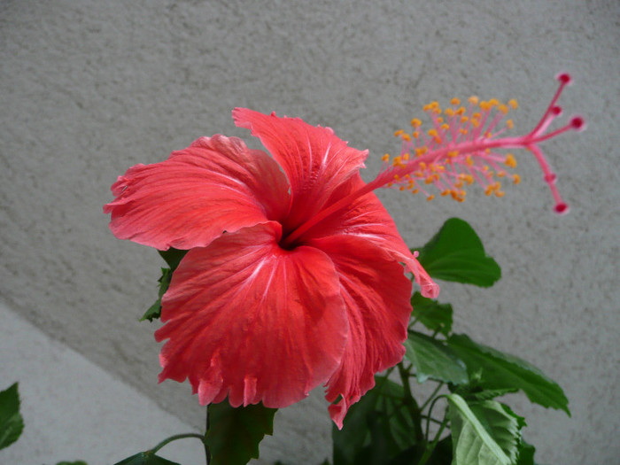 P1080944 - HIBISCUSI 2012