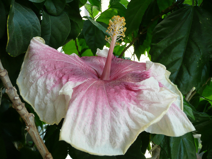 P1090014 - HIBISCUSI 2012